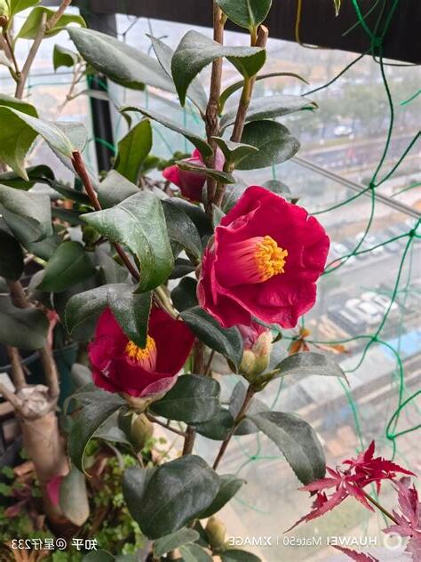 茶花種植 禁忌